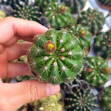 NOTOCACTUS OTTONIS, image _ab__is.image_number.default