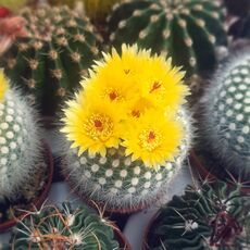 NOTOCACTUS SCOPA VAR. ALBISPINUS, image _ab__is.image_number.default