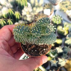 OPUNTIA FULGIDA CRISTATA, image 