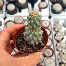 OPUNTIA MIQUELLII, image 