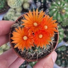 PARODIA AUREISPINA, image 