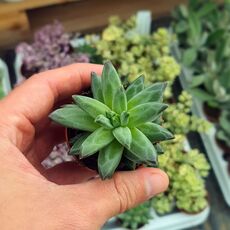 PACHYPHYTUM COMPACTUM, image , 5 image