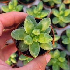 PACHYPHYTUM COMPACTUM, image , 4 image