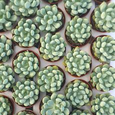 PACHYPHYTUM GLAUCA, image _ab__is.image_number.default