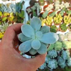 PACHYPHYTUM OVIFERUM, image _ab__is.image_number.default