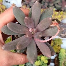 PACHYPHYTUM VIRIDE, image _ab__is.image_number.default