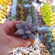 PACHYPHYTUM VIRIDE, image , 2 image