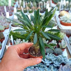 PACHYPODIUM LAMEREI, image 