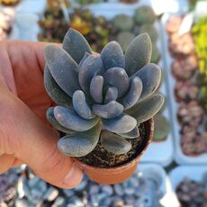 PACHYVERIA DRACO, image 