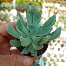 PACHYVERIA SCHEIDECKERI VAR. ALBOCARINATA, image 