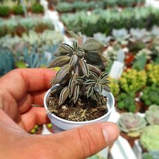 PEPEROMIA ASPERULA, image _ab__is.image_number.default