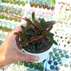 PEPEROMIA GRAVEOLENS, image 