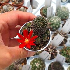 REBUTIA HELIOSA VAR. SOLISIODES, image 