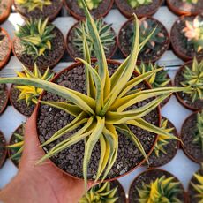 SANSEVIERIA GRACILLIMA VARIEGATA, image 