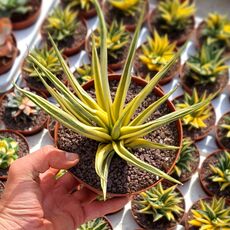 SANSEVIERIA GRACILLIMA VARIEGATA, image , 2 image