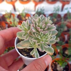 SEDUM JOYCE TULLOCH VARIEGATA, image , 4 image