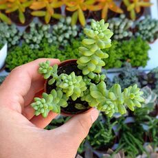 SEDUM BURRITO, image , 6 image
