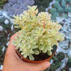 SEDUM JOYCE TULLOCH VARIEGATA, image 