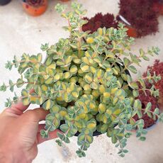 SEDUM SIEBOLDII VARIEGATA, image 