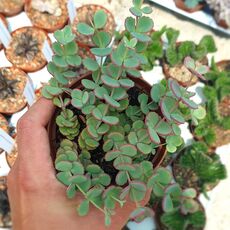 SEDUM SIEBOLDII, image 