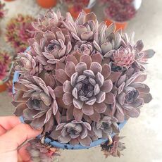 SEMPERVIVUM AQUILA, image 