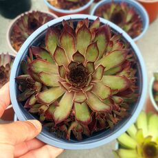 SEMPERVIVUM BUTTERSCOTCH BABY, image _ab__is.image_number.default