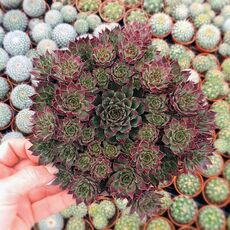 SEMPERVIVUM BUTTERSCOTCH BABY, image 