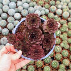 SEMPERVIVUM COPPER CANYON, image 