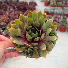 SEMPERVIVUM GIANT GOLD MINE, image , 2 image