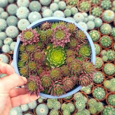 SEMPERVIVUM GOLD RUSH, image _ab__is.image_number.default