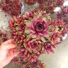 SEMPERVIVUM BIG SAM PINK POMELO, image 