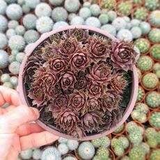 SEMPERVIVUM PLUM PARFAIT, image 