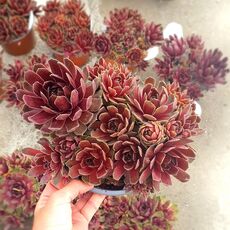 SEMPERVIVUM BIG SAM POWER GRENADE, image 