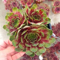 SEMPERVIVUM BIG SAM RHUBARB SPLASH, image 