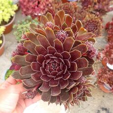 SEMPERVIVUM BIG SAM RUBY STAR, image 