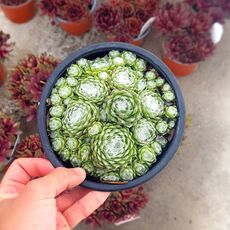 SEMPERVIVUM SIRIUS, image 