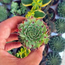 SEMPERVIVUM CALCAREUM, image 