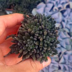 SINOCRASSULA YUNNANENSIS, image _ab__is.image_number.default