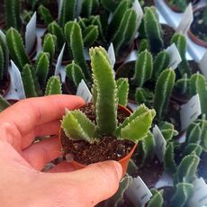 STAPELIA HIRSUTA, image 