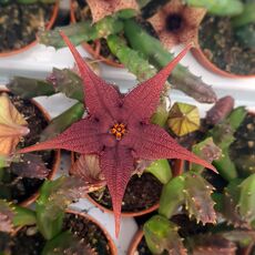 STAPELIA SCHINZII VAR. ANGOLENSIS, image 