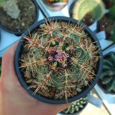 THELOCACTUS BICOLOR, image 