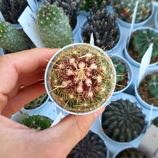 THELOCACTUS BICOLOR, image _ab__is.image_number.default