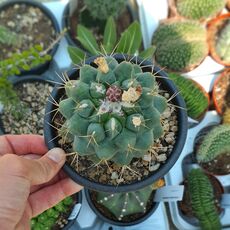 THELOCACTUS HEXAEDROPHORUS, image _ab__is.image_number.default