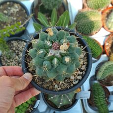 THELOCACTUS HEXAEDROPHORUS, image 