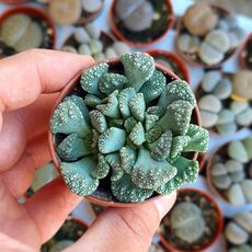 TITANOPSIS CALCAREA, image , 2 image