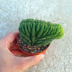 TRICHOCEREUS PACHANOI F. CRISTATA, image 