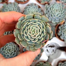 ECHEVERIA SITIFUKUMIAMA, image 