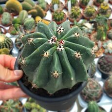 FEROCACTUS HORRIDUS BREVISPINUS, image 