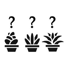 SUCCULENT MYSTERY PACK, image 