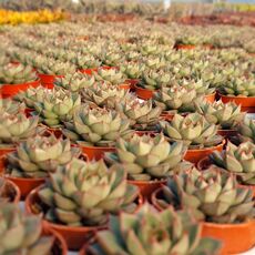 ECHEVERIA FABIOLA, image , 8 image